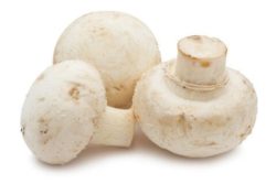 6 Major Types of Disease-Fighting Mushrooms