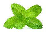 5 Health Benefits Of This “Holiday” Mint