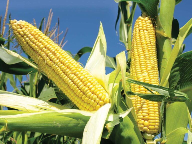 Facts about this crop you’ll find a-MAIZE-ing
