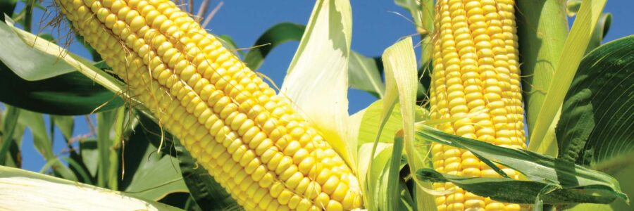 Facts about this crop you’ll find a-MAIZE-ing